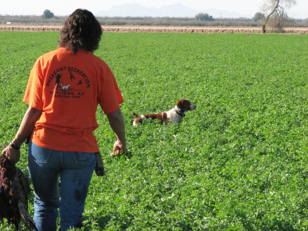 Desert Pheasant Recreation - Arizona Chukar Hunting, Dove Hunting